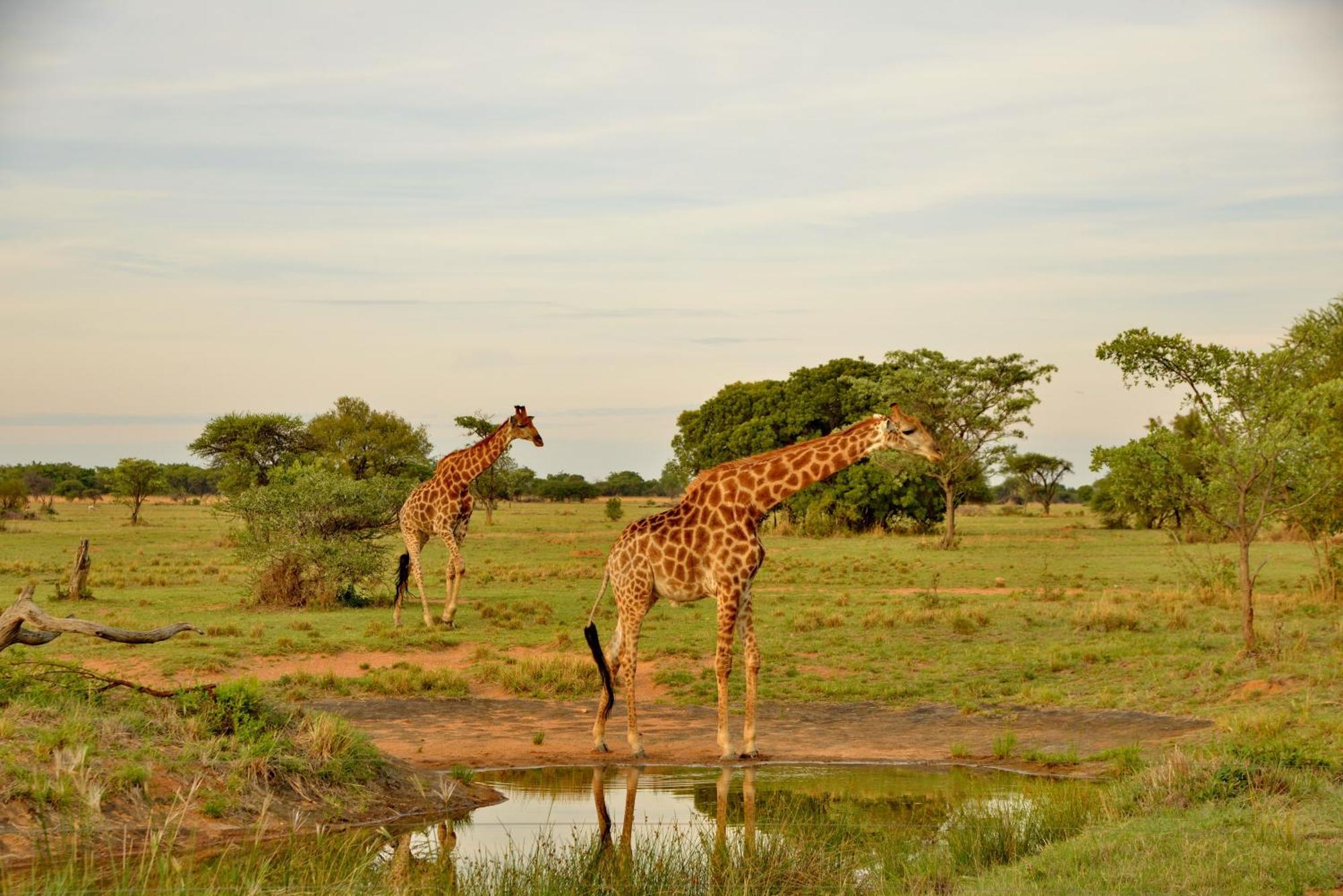 Safari Plains Villa Mabula Game Reserve Luaran gambar
